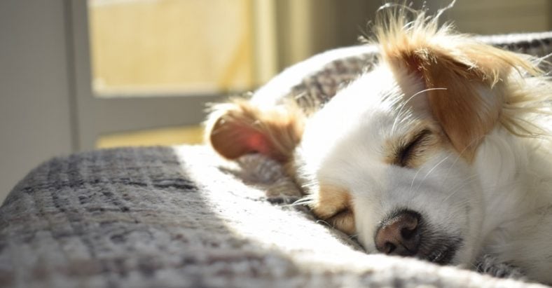 Sleeping short-coated dog