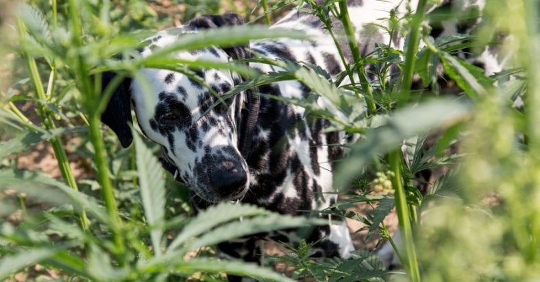 Dalmatian dog standing in the grass
