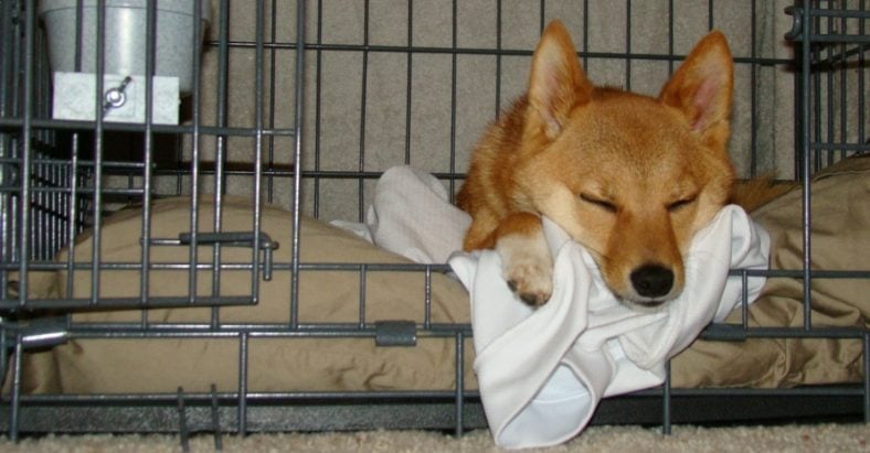 Dog sleeping in the crate