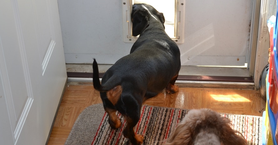 Dog going through the dog door