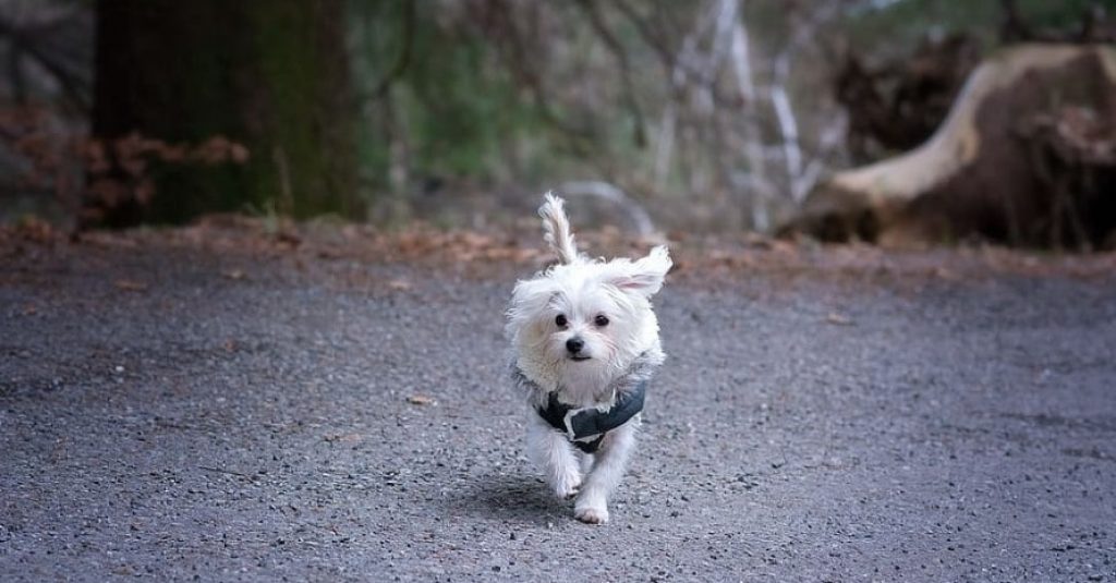 small dog in harness