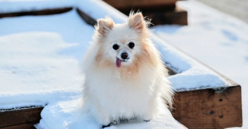 small dog in the snow
