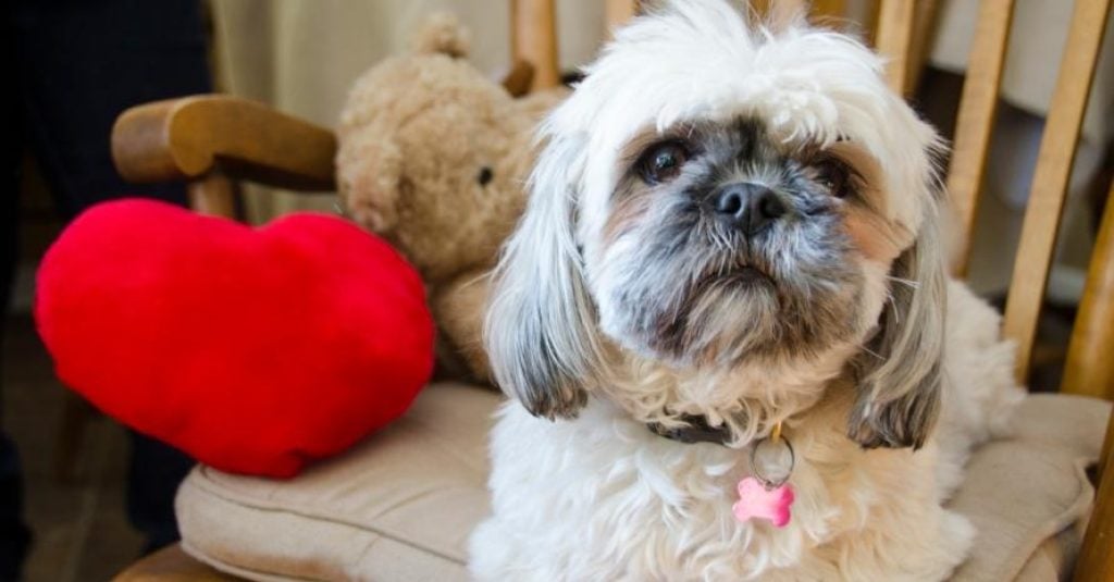 Shih Tzu with toy Heart