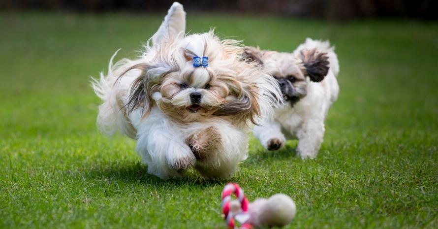 ShortHaired Lhasa Apso Can Lhasa Apsos Have Short Hair