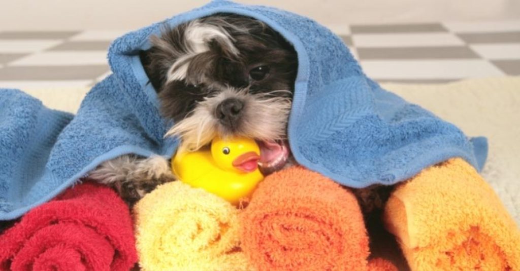 Shih Tzu dog bath time