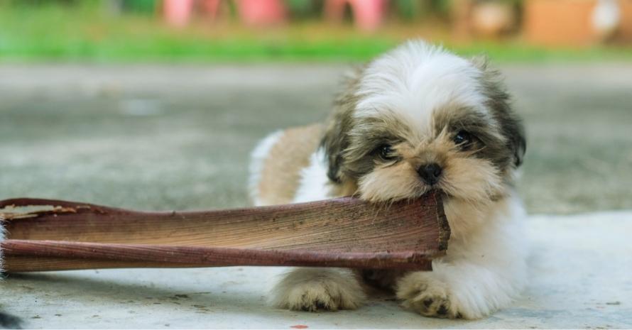 can shih tzu puppies drink milk