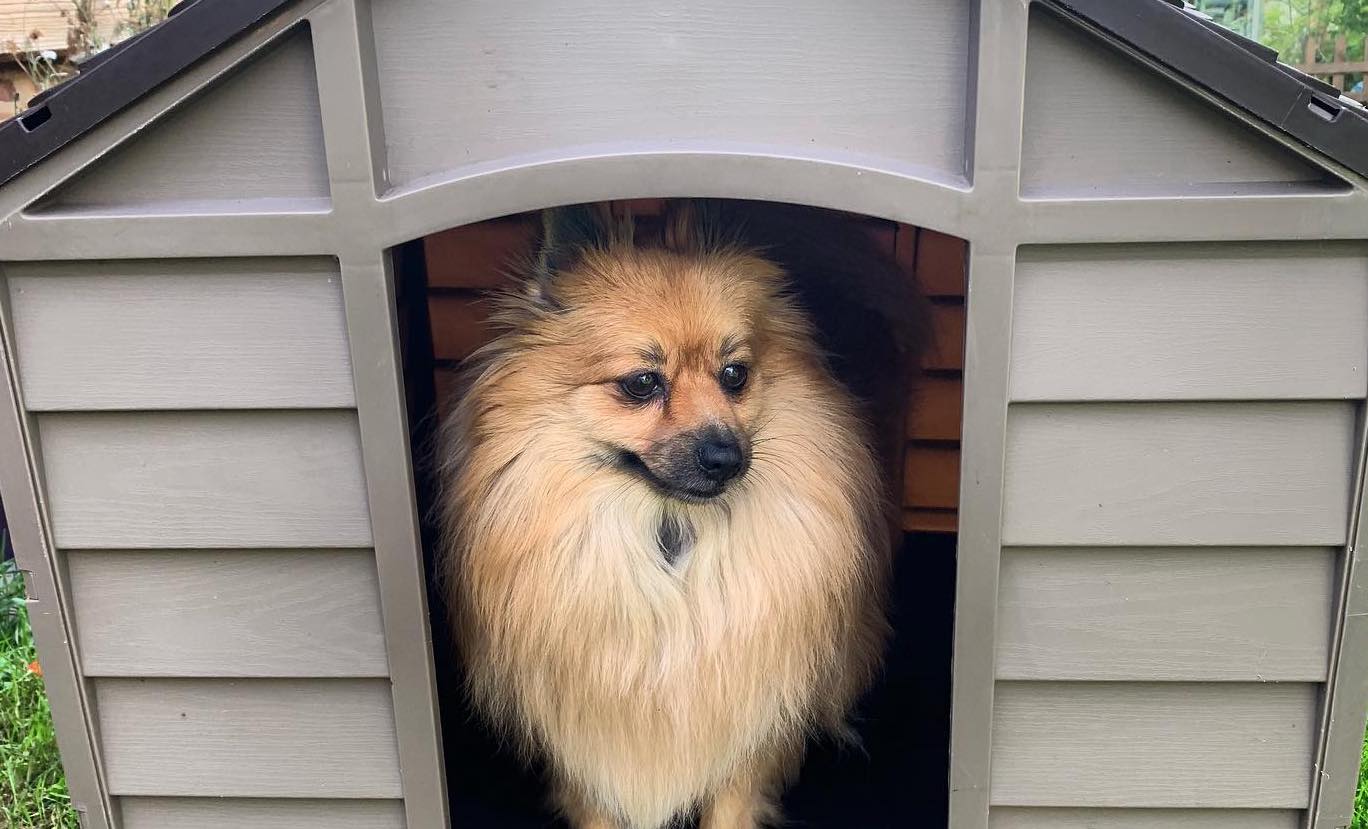 Happy spitz in dog house