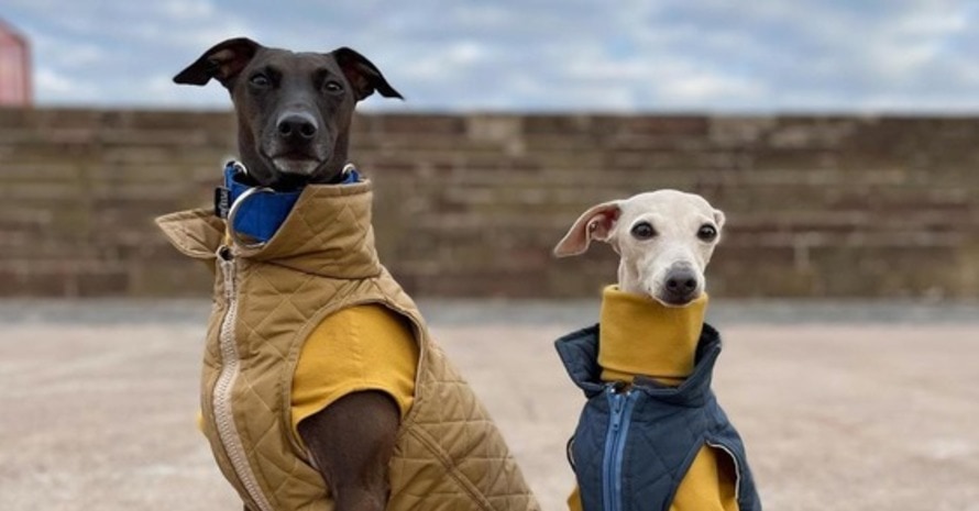 Two tiny dogs in jackets