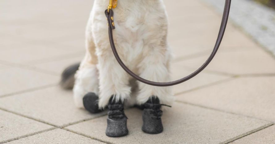 Dog in boots
