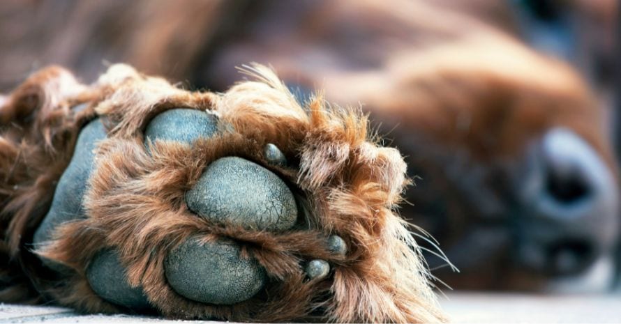 do dogs paws get frostbite