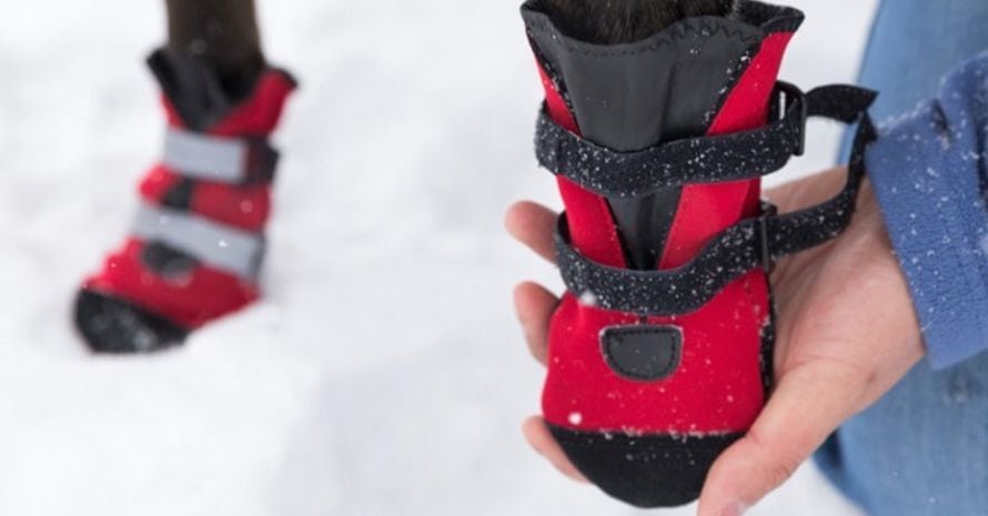 what are the best winter boots for dogs