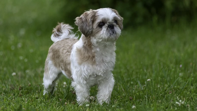 10 Tips For Successful Potty Training Of Your Shih Poo