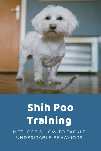5 Effective Tips For Training Your Shih Poo To Stop Barking Excessively