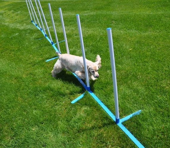 Agility Training Equipment For Tornjak