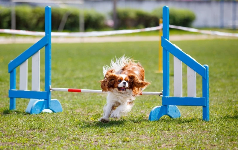 Agility Training Exercises For Your Tornjak