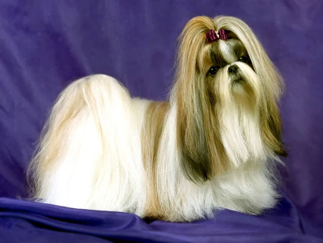 An Overview Of Lhasa Apso Facial Expressions