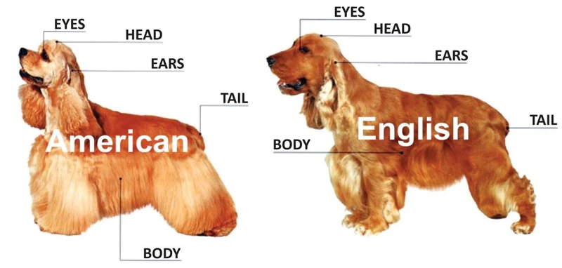 Anatomy Of A Cocker Spaniel'S Ear