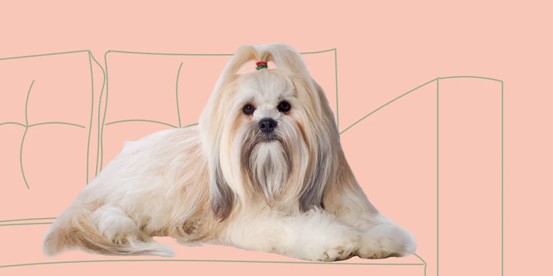 Anatomy Of A Lhasa Apso’S Eye