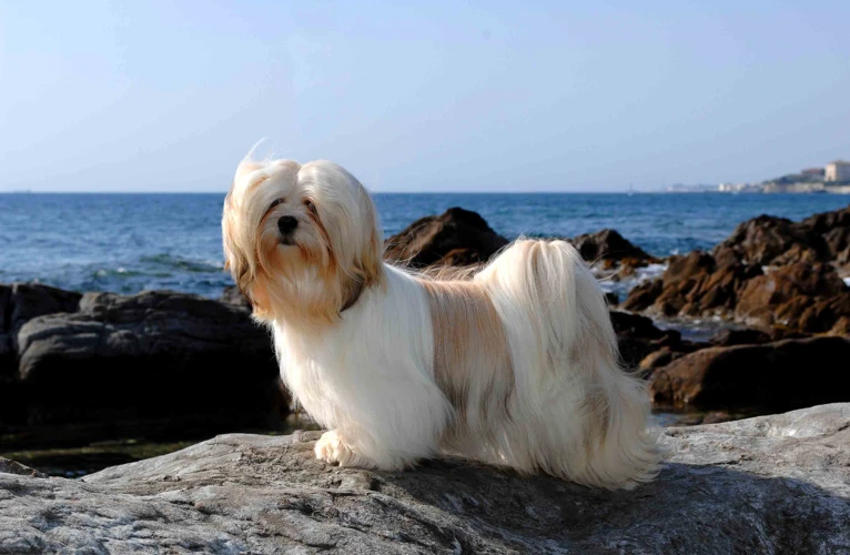 Benefits Of A Balanced Diet For Lhasa Apso Dogs