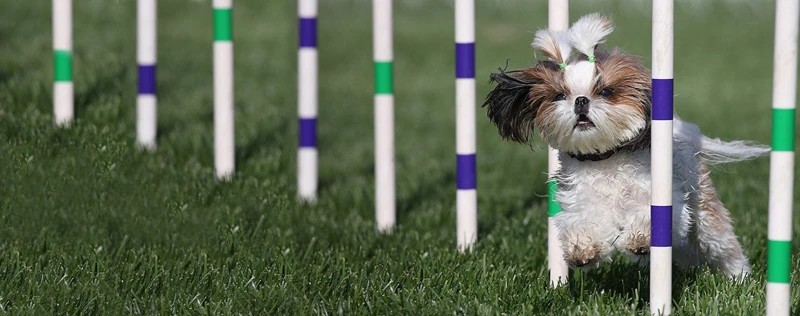 Benefits Of Agility Training For Lhasa Apso