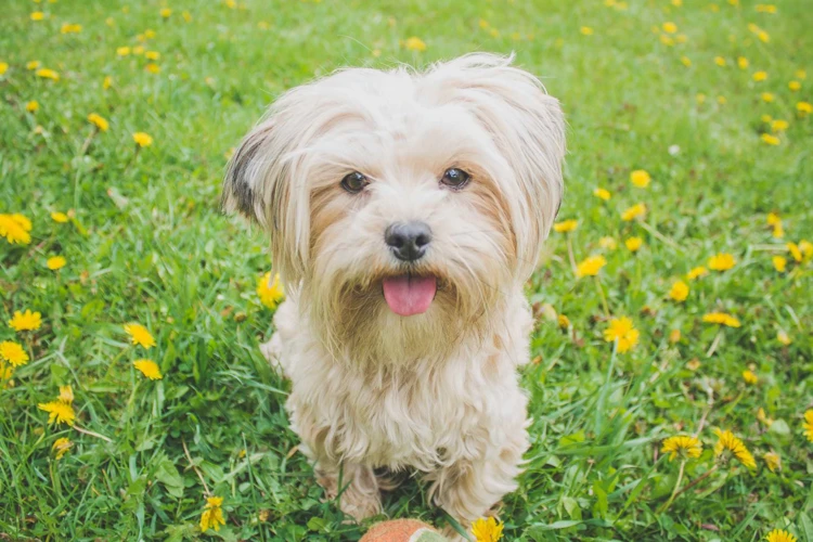 Benefits Of Raw Feeding For Lhasa Apso Dogs