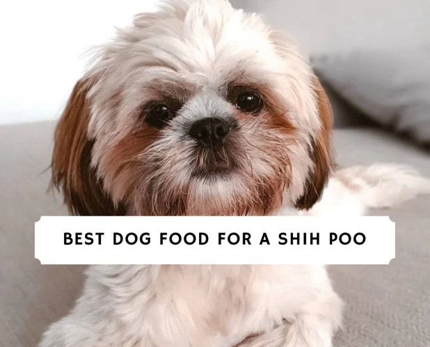 Best Diets For Shih Poos