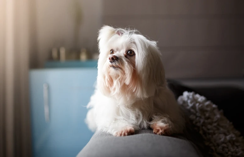 Best Practices For Housebreaking Your Lhasa Apso