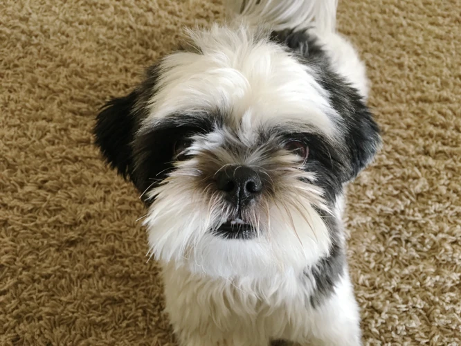 Best Practices In Crate Training Your Shih Poo