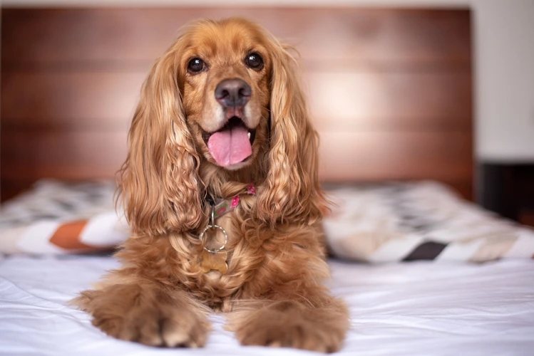 Brands And Companies That Have Featured American Cocker Spaniels