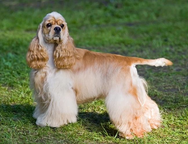 Care And Grooming Of American Cocker Spaniel