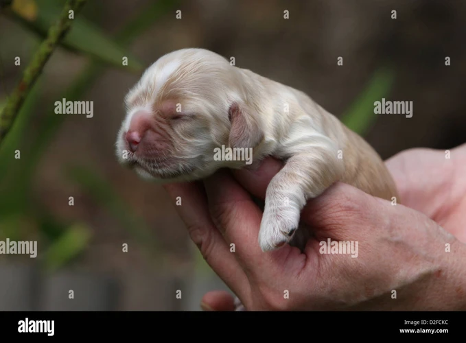 Caring For Newborn Puppies