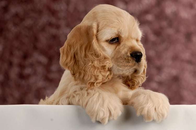 Caring For Your American Cocker Spaniel'S Eyes