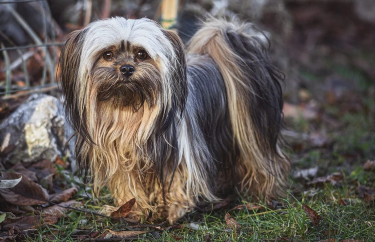 Causes Of Fearfulness In Lhasa Apso Dogs
