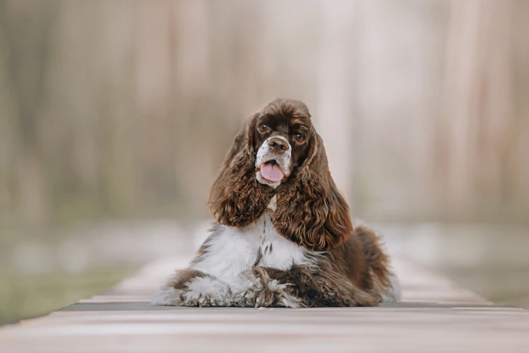 Causes Of Obesity In American Cocker Spaniels