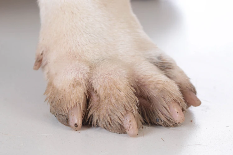 Causes Of Overgrown Nails In Cocker Spaniels