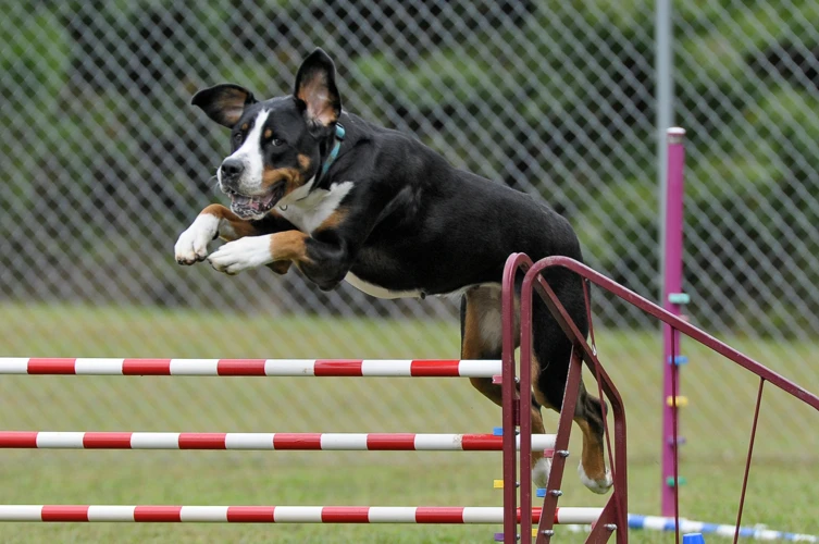 Challenges Of Agility Training For Tornjak Dogs