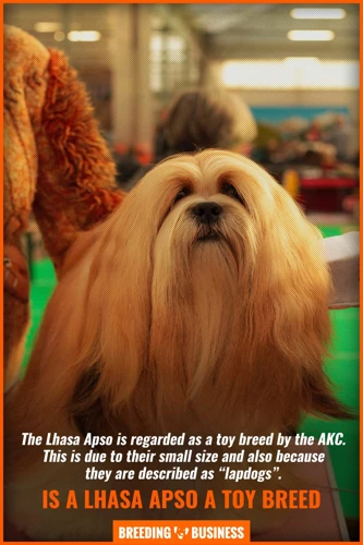 Challenges You May Face While Socializing Your Lhasa Apso