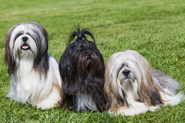 Choosing The Right Brush For Your Lhasa Apso
