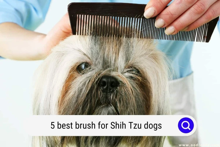Choosing The Right Brush For Your Shih Poo