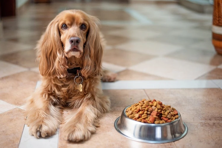 Choosing The Right Dog Food