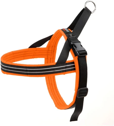 Choosing The Right Leash And Collar