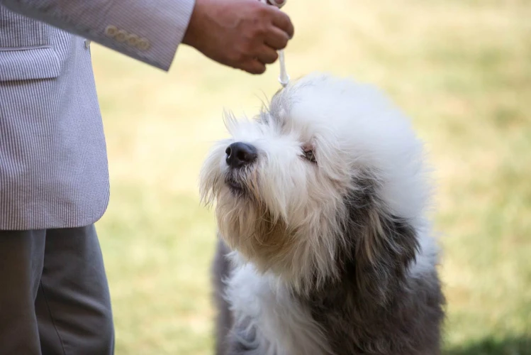 Choosing The Right Obedience Training Program For Your Lhasa Apso