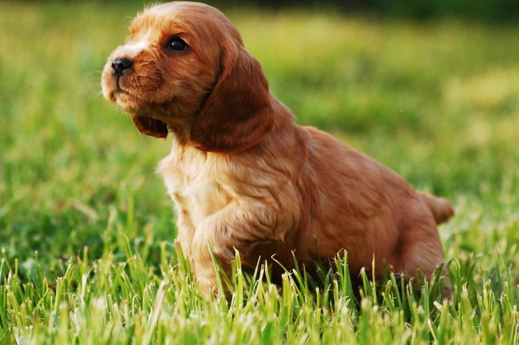 Choosing The Right Probiotic Supplement For Your Cocker Spaniel