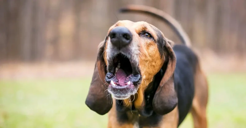 Common Behavioral Reasons For Excessive Barking