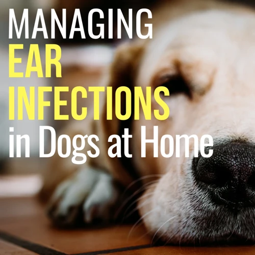 Common Causes Of Lhasa Apso Ear Infections