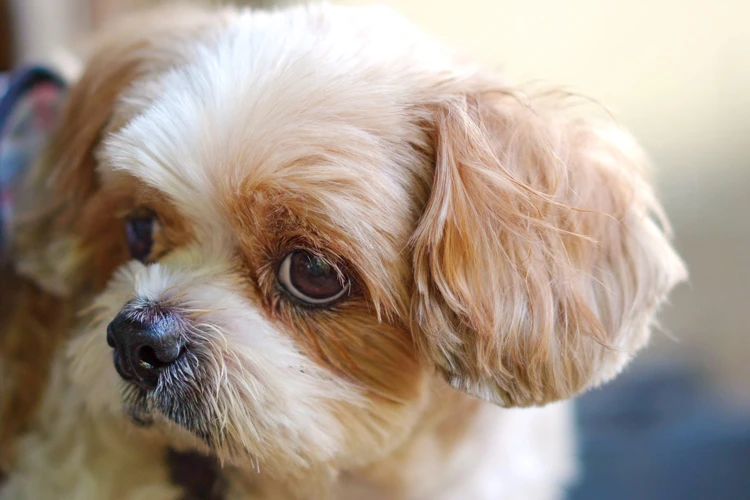 Common Ear Problems In Shih Poos