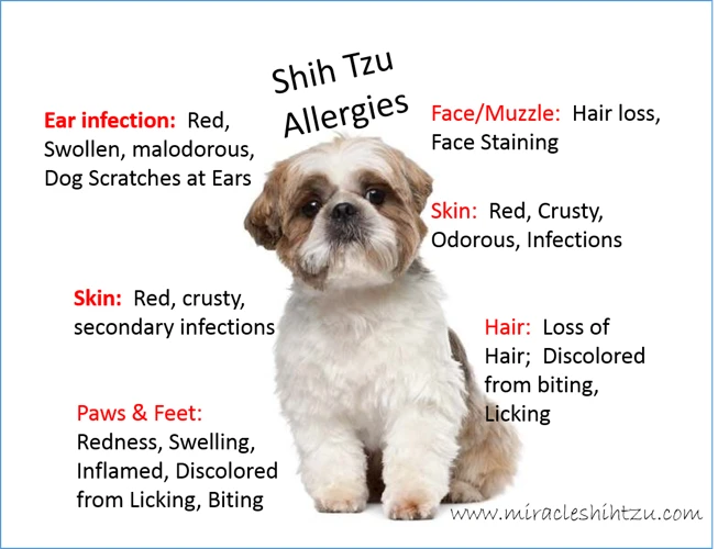 Common Food Allergies In Shih Tzu