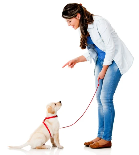 Common Leash Training Mistakes And How To Avoid Them