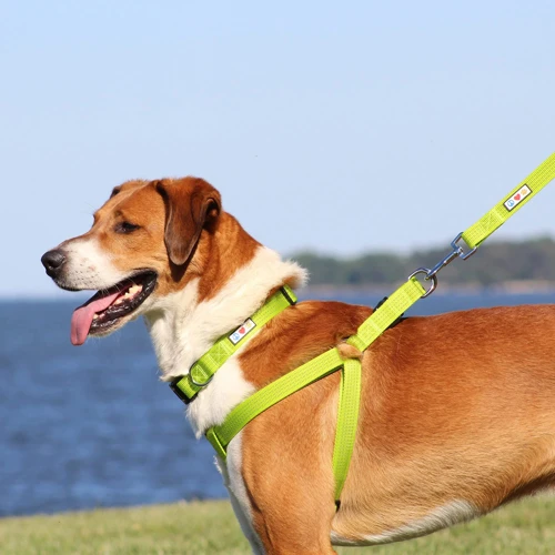 Common Leash Training Problems And Solutions