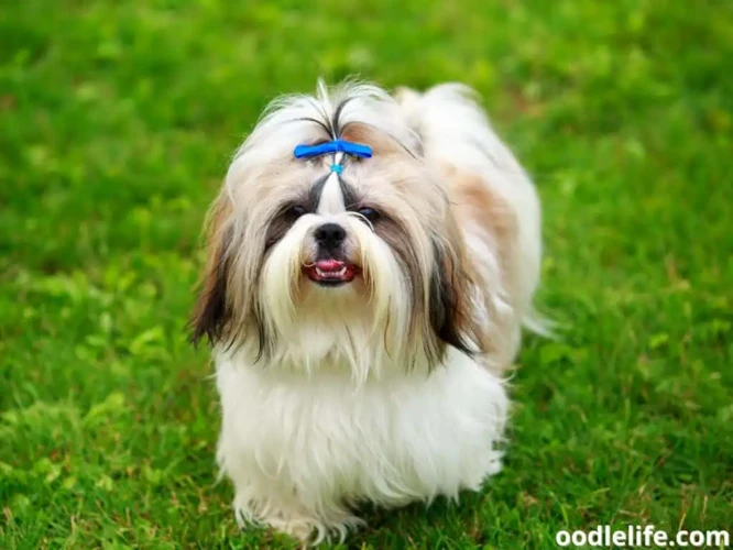 Common Mistakes To Avoid When Socializing Your Shih Tzu